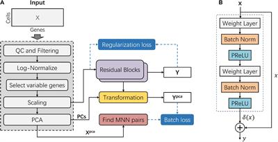 deepMNN: Deep Learning-Based Single-Cell RNA Sequencing Data Batch Correction Using Mutual Nearest Neighbors